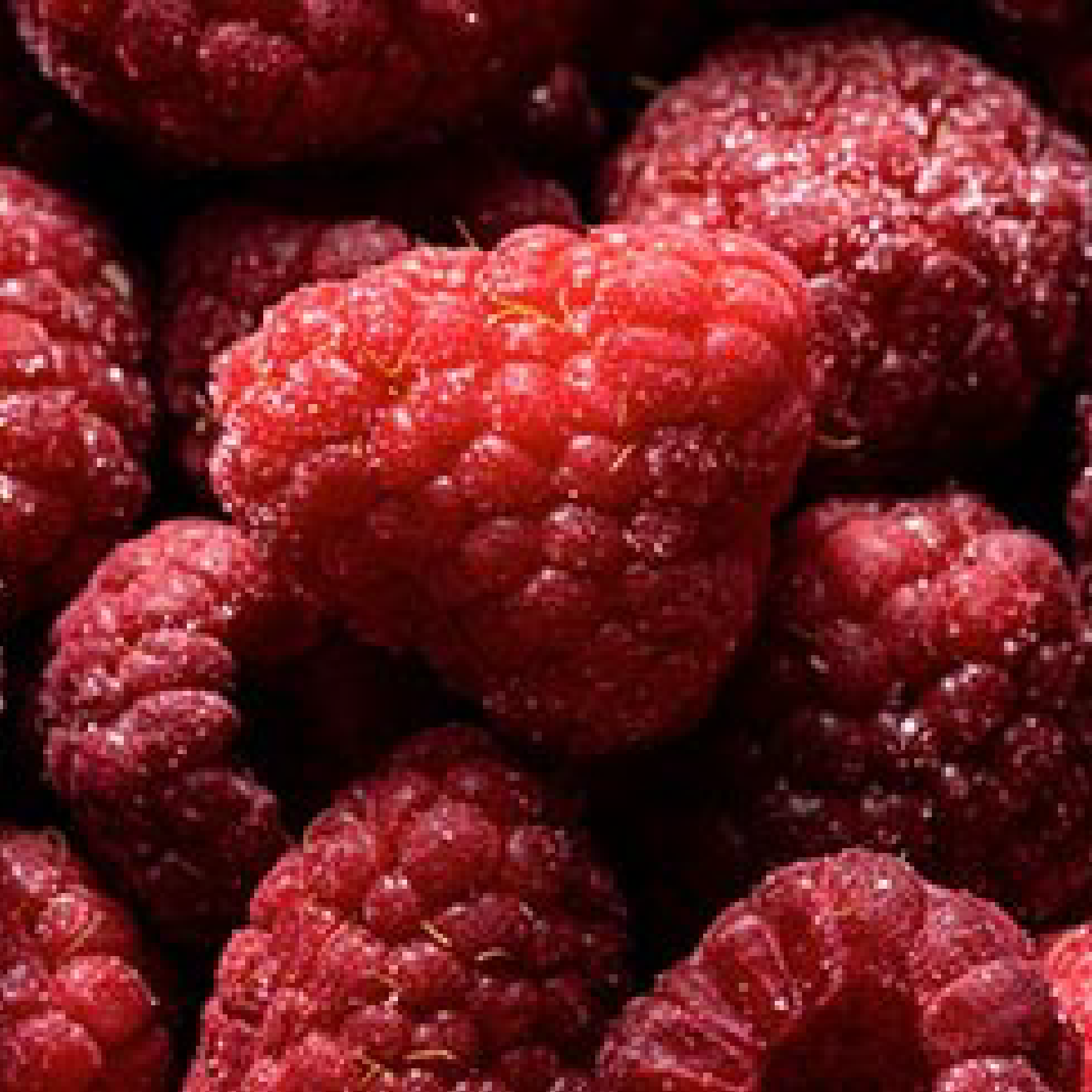 Lafayetts Raspberry Raspberry Williamette – lefarinier